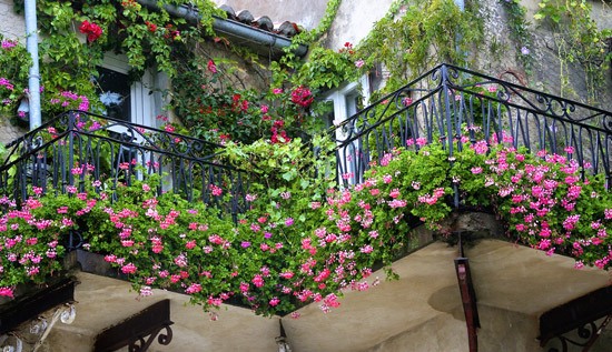 Ogrodek Czarownicy w miescie na balkonie - Magiczny blog wrozki Marii Bucardi